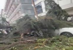 İstanbul'da faciadan dönüldü! Ağaç 2 otomobilin üzerine devrildi