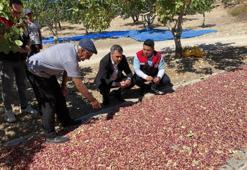 Denizli'de de Antep fıstığı yüzleri güldürdü