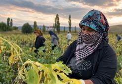 Erzincan'da 20 bin dekarda yüzler güldü: Hasat bir hareketle başladı