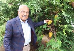 Fındığa rakip geliyor! Karadeniz'de yetişmez dediler, deneme amaçlı başladılar, seralar coştu