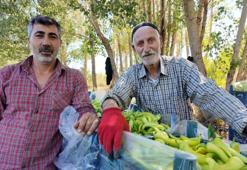 86 yaşındaki adam yetiştirdiği biberlerle Van'ın ihtiyacını karşılıyor