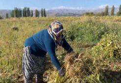 Erzincan'ın beklediği haber Türkiye'yi de sardı: 5 ay sonra başladı