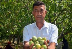 Kahramanmaraş'ın yeşil altınında hasat başladı! Geçen yıl don vurmuştu, bu yıl yüzler gülüyor: AB tescilli lezzette sezon heyecanı!
