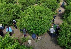 Adana'da 710 bin ton limon beklemede: Alternatif rotalar bekleniyor