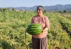 2 dönüm tarladan 10 ton verim aldı! Ata tohumundan yetişen pijamalı karpuz büyük ilgi görüyor
