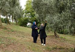 İstanbul'u bırakıp Samsun'a döndüler, 40 yıllık mirasa sahip çıktılar: İlk senede 2 ton ürün verim aldılar