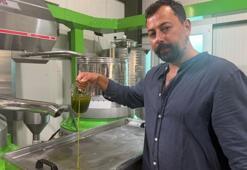 Avrupa ilaç yerine ilk hasat zeytinyağı içiyor! En çok buranın mahsulü tercih ediliyor