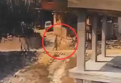 İnşaattaki köpeğe sopayla şiddet uyguladı; o anlar kamerada