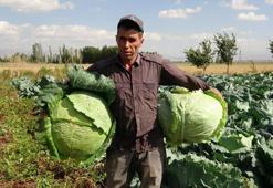Hiçbir yerde bulunmuyor! Erzurum'dan tırlarla 81 ile gönderiliyor, talep yağıyor