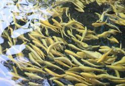 Toroslar'ın suları besliyor: Yetişmekte acelesi yok, 16 ayda lezzetini buluyor