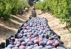 Dalında fiyatı 4 liraya düştü! Üretici çareyi kışlık tatlıya dönüştürmekte buldu