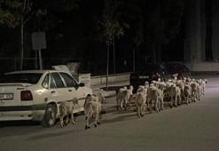 Mahallede 'firari koyun' seferberliği