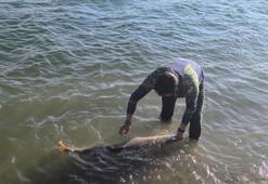 Elazığ'da oltasına takıldı! Tam 30 kilo, balıkçılar dondu kaldı