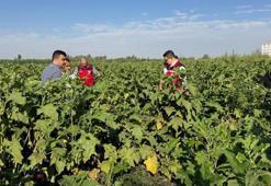 Şanlıurfa’da hasat başladı, festival coşkusu sardı! Vatandaşlar akın akın geldi