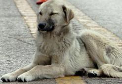 Erzurum’da gündem olacak karar: Beslemek yasaklandı