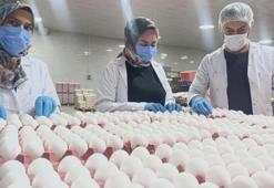 Afyonkarahisar'da alarm! Fiyatlar düştü, tesisler kapanma noktasına geldi