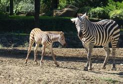 Bursa'daki hayvanat bahçesinde doğduğu tesadüfen öğrenilen zebra yavrusu 'Jason', ilgi odağı oldu