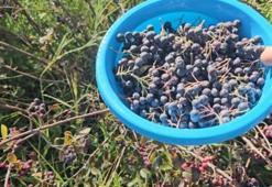 Alternatif üretildi, Konya'da tek tek toplanıyor: Kilosu 250 lira