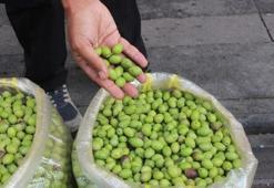 Yeşil zeytin Diyarbakır’daki tezgahlarda yerini aldı: İşte kilo fiyatı