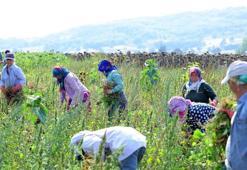 Samsun'da üretici hasada başladı! Alıcı hazır, tarladan kazanca dönüşüyor