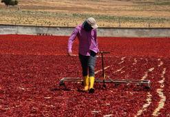 Hasat bitti ama sezon kapanmadı: İslahiye biberinde Avrupa'ya ihracat için son hazırlıklar sürüyor