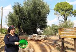 1200 yıllık anıt zeytin ağacı can buldu! Manisa'dan Antalya'ya taşınan o ağaçlardan tonlarca ürün alıyorlar