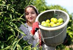 Adana'da mandalina hasadı başladı: 1 milyon tonu aşkın rekolte bekleniyor!