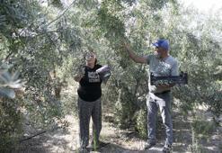 Mersin'de boş kalan tarlalar zeytinlik oldu: Çiftçiye ücretsiz dağıtılan zeytin ağaçlarında hasat zamanı!