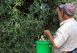 Didim'de zeytin üreticilerine 'zeytin sineği' uyarısı: Hasatta kaliteyi korumak için kritik dönem!