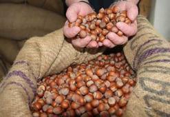 Fındık fiyatları dibi gördü! Samsun, Ordu ve Giresun'da kuyruğa girdiler