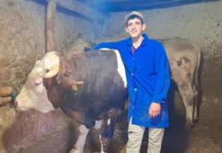 Görenler gözlerine inanamadı! Eskişehir’de 1 ton 750 kiloluk dana: Guinness’e başvuracaklar