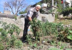 Hasat ettiği ürünleri bedava dağıtıyor! Duyan oraya koşuyor: Sahip Dede enkaz alanını sebze bahçesine çevirdi