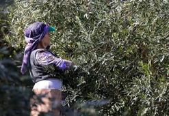 Zeytin hasadı öncesi yevmiye ücretleri netleşti: Bu yıl tarlaya inen bu kadar kazanacak