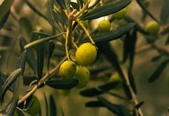 Kayseri'de zeytin yetişir mi? Bir ilçe herkesi şaşırttı