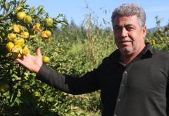 Hatay’da hasat öncesi büyük zarar! Ağaçlarda tek sağlam meyve kalmadı