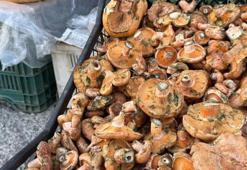 Yağmurların ardından ortaya çıktı! Kilogramı 500 TL’den kapış kapış satılıyor