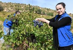 Yaşlı çiftin üzümleri tarlada kalmasın diye seferber oldular!