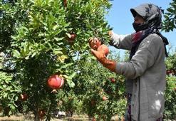 Antalya ve Mersin'i solladı! Serveti duyan gizlice gidiyor, Avrupa sırada: Başka yerde yok