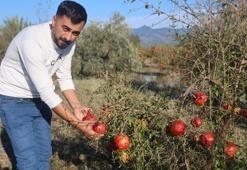 Üreticiler daha önce böylesini görmedi! Hasada günler kala felaket geldi: Tonlarca ürün yerle bir oldu