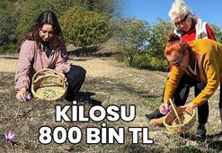 Kilosu 800 bin TL! Safranbolu'da bereketli hasat başladı! Tarlalar mora bürünüyor: Çiftçiler kazanıyor