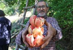 Her yerde yetişiyor ama tadı sadece Adana’da var! Kilosu tarlada 80 lirayı buldu, kapış kapış satılıyor