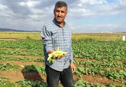 Sarımsaktan sonra ekiyorlar, günde 200 kilo topluyorlar! Kışlık için akın akın geliyorlar