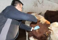Adana'da şap alarmı! Canlı hayvan pazarı kapatıldı