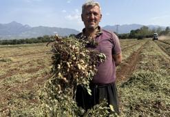 Yer fıstığının başkentinde verim yüz güldürdü! Kilosu 50 liraya satılıyor