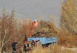 Soğuklar başladı, hazırlıklar hızlandı: Erzincan’da köylünün zorlu kış mesaisi