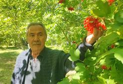 Geçen yıl hiç yoktu, bu yıl bol geldi: Yozgat’ın şifa deposu gilaburusu tezgahta!