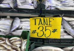 Karadeniz'de trajikomik palamut çelişkisi: 1 balık 33 TL, taşındığı boş köpük kasa 100 TL!