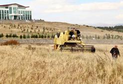 Bin yıllık gen mirası topraktan çıktı: Ardahan’da Kavılca hasadında son durum ne?
