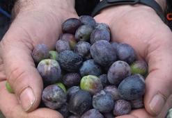 Rekolte yüzde 55 fırladı, zeytin fiyatları belli oldu: Artvin'in tescilli lezzetinde hasat başladı