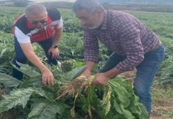 Aydın’da enginar hasadı için geri sayım! İlk hasat tarihi belli oldu